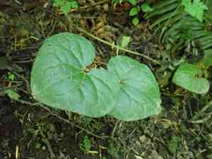 British columbia wild ginger(Asarum caudatum)