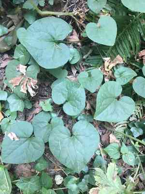 British columbia wild ginger(Asarum caudatum)