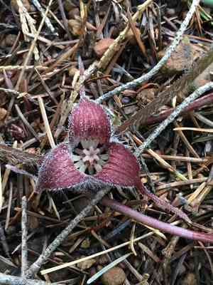 Hartweg's wild ginger(Asarum hartwegii)