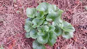Hartweg's wild ginger(Asarum hartwegii)