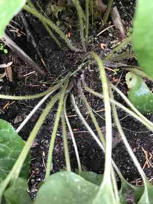 Hartweg's wild ginger(Asarum hartwegii)
