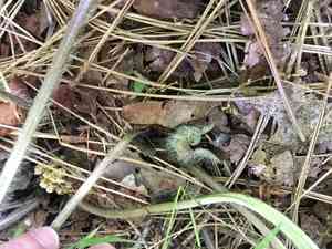 Hartweg's wild ginger(Asarum hartwegii)