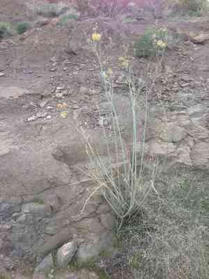 Whitestem milkweed(Asclepias albicans)