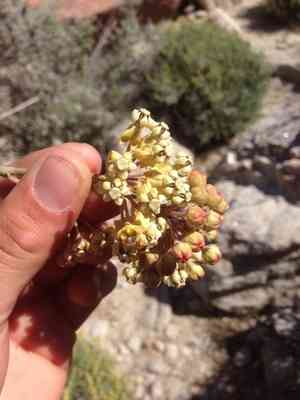 Whitestem milkweed(Asclepias albicans)