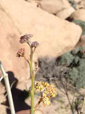 Whitestem milkweed(Asclepias albicans)