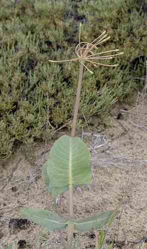 Clasping milkweed(Asclepias amplexicaulis)