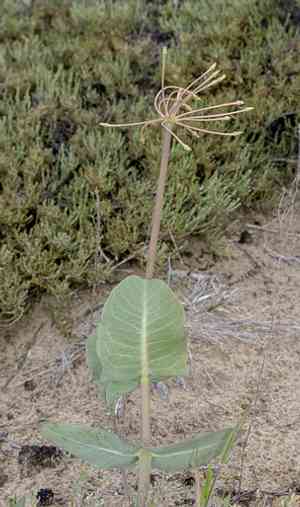 Clasping milkweed(Asclepias amplexicaulis)