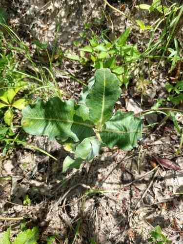 Clasping milkweed(Asclepias amplexicaulis)