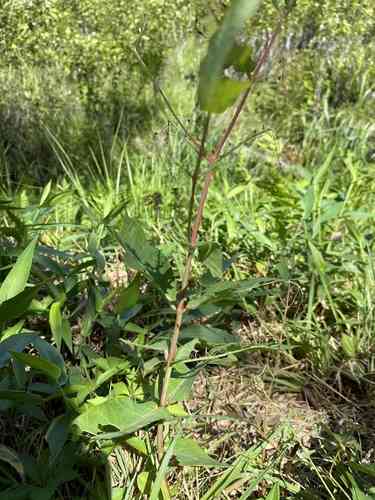 Clasping milkweed(Asclepias amplexicaulis)