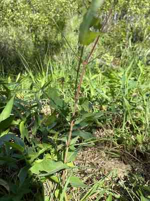 Clasping milkweed(Asclepias amplexicaulis)