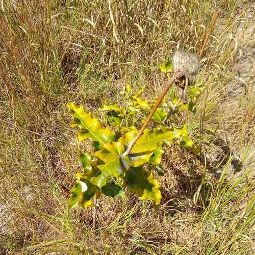 Clasping milkweed(Asclepias amplexicaulis)