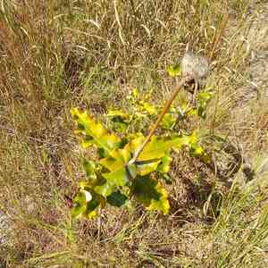 Clasping milkweed(Asclepias amplexicaulis)