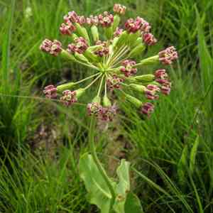 Clasping milkweed(Asclepias amplexicaulis)