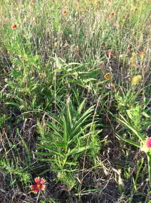 Antelope Horns Milkweed(Asclepias asperula)
