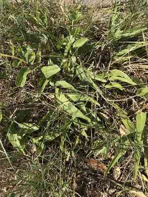 Antelope Horns Milkweed(Asclepias asperula)