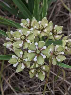 Antelope Horns Milkweed(Asclepias asperula)