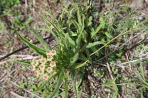 Antelope Horns Milkweed(Asclepias asperula)