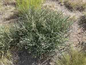 Bract milkweed(Asclepias brachystephana)