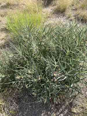 Bract milkweed(Asclepias brachystephana)