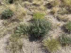 Bract milkweed(Asclepias brachystephana)