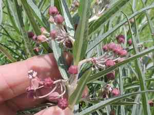 Bract milkweed(Asclepias brachystephana)