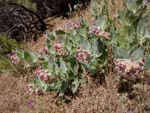 California milkweed(Asclepias californica)