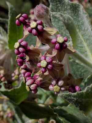 California milkweed(Asclepias californica)