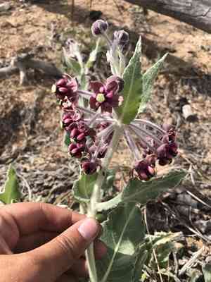 California milkweed(Asclepias californica)