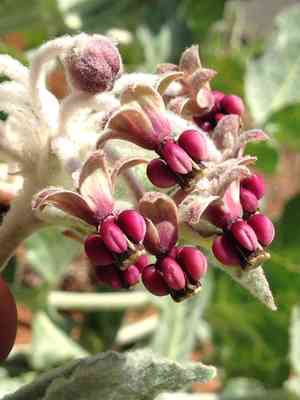 California milkweed(Asclepias californica)