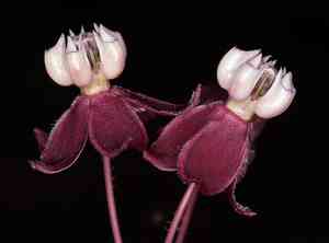 Heart-leaf milkweed(Asclepias cordifolia)