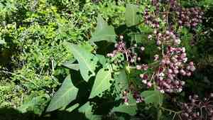 Heart-leaf milkweed(Asclepias cordifolia)