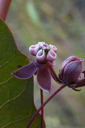 Heart-leaf milkweed(Asclepias cordifolia)