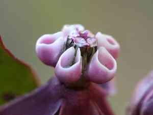 Heart-leaf milkweed(Asclepias cordifolia)