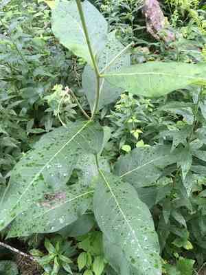 Poke milkweed(Asclepias exaltata)