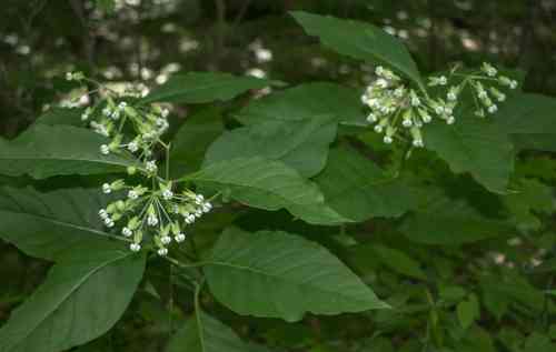 Poke milkweed(Asclepias exaltata)