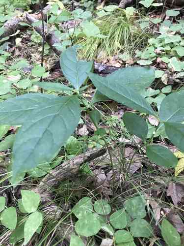 Poke milkweed(Asclepias exaltata)