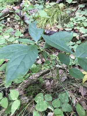 Poke milkweed(Asclepias exaltata)