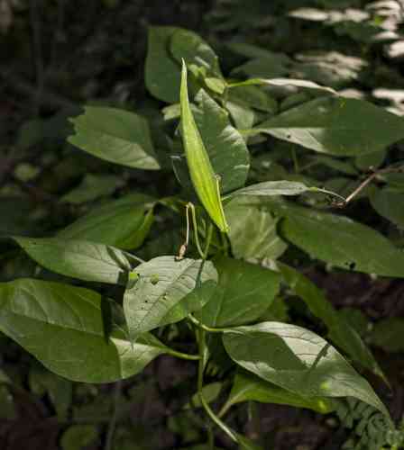 Poke milkweed(Asclepias exaltata)