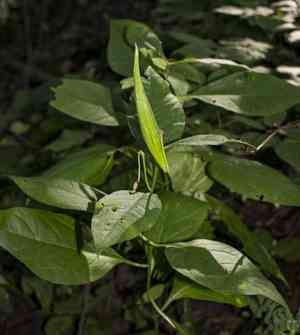 Poke milkweed(Asclepias exaltata)