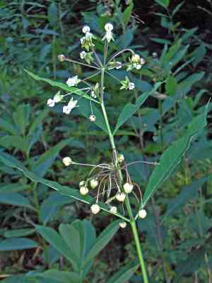 Poke milkweed(Asclepias exaltata)
