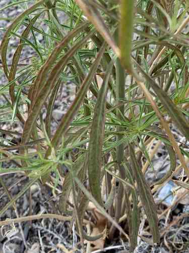 Narrowleaf milkweed(Asclepias fascicularis)