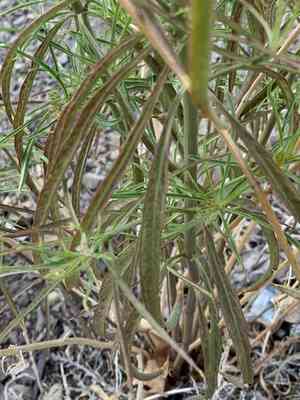 Narrowleaf milkweed(Asclepias fascicularis)