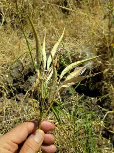 Narrowleaf milkweed(Asclepias fascicularis)