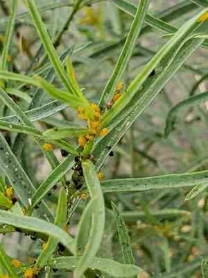 Narrowleaf milkweed(Asclepias fascicularis)