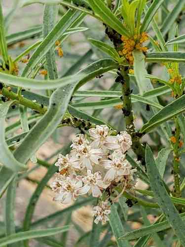 Narrowleaf milkweed(Asclepias fascicularis)
