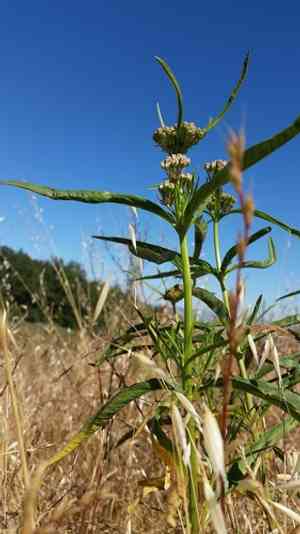 Narrowleaf milkweed(Asclepias fascicularis)