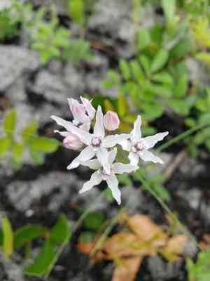 Florida milkweed(Asclepias feayi)