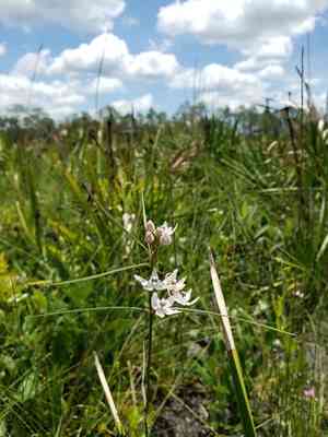 Florida milkweed(Asclepias feayi)
