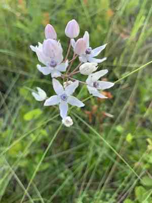 Florida milkweed(Asclepias feayi)