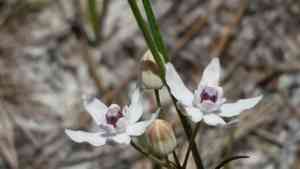 Florida milkweed(Asclepias feayi)
